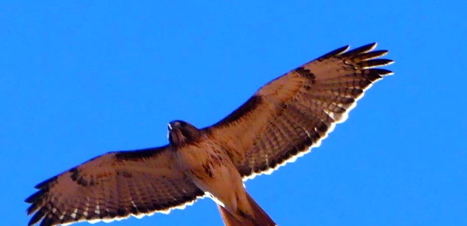 Hawk flies over Valley of Fire state park
