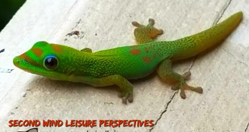 Island Gecko