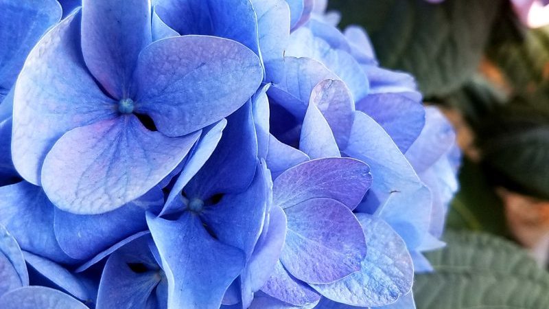 Blue and purple hydrangeas