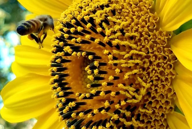 yellow bee sunflower