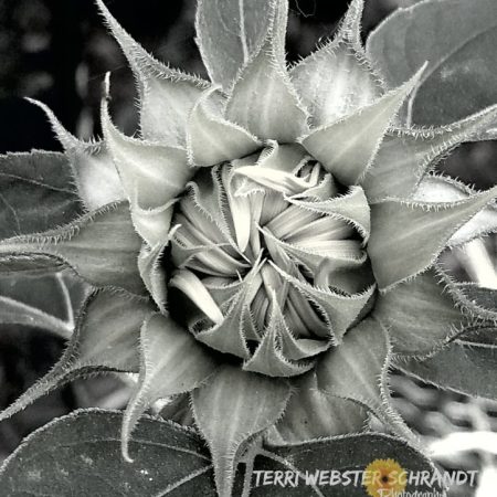 Black and White Sunflower Bud