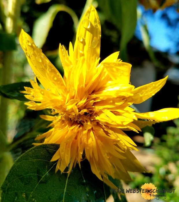 Last teddy sunflower of the summer