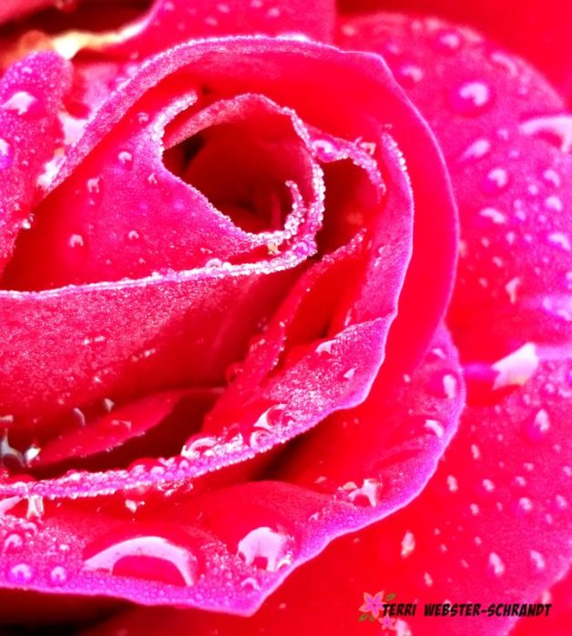 layers of droplets on layers of rose petals