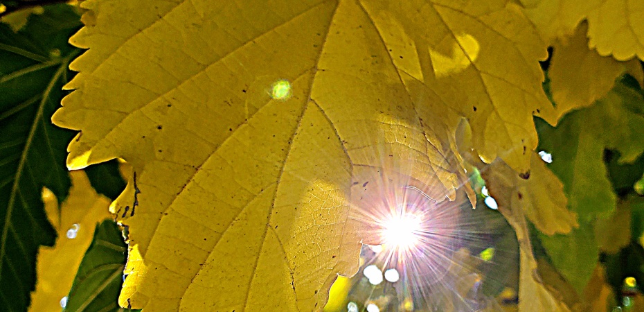 sunshine yellow leaf