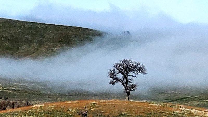 Gray Tree in Fog