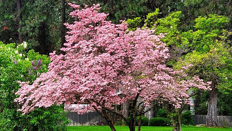 Dogwood Trees bloom in May