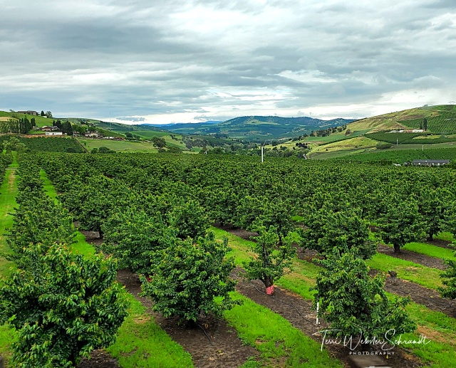Central Oregon Vineyard
