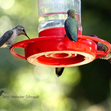 quartet of hummingbirds at a feeder