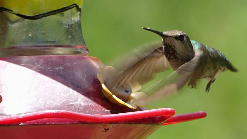 Hummingbird ready to feed
