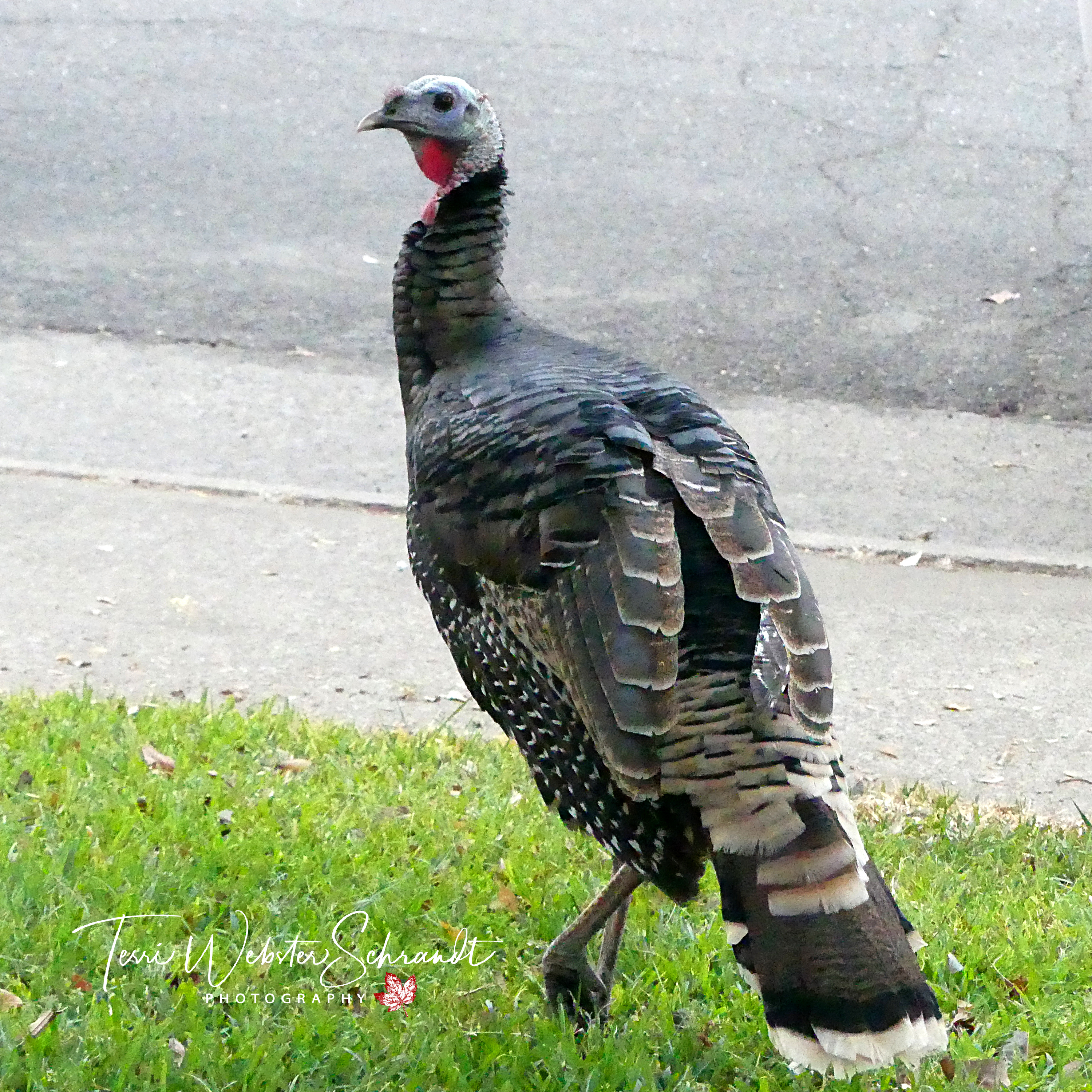 suburban turkey