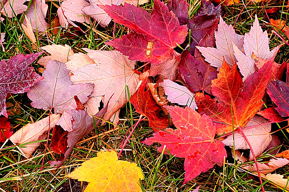 Auburn leaf carpet