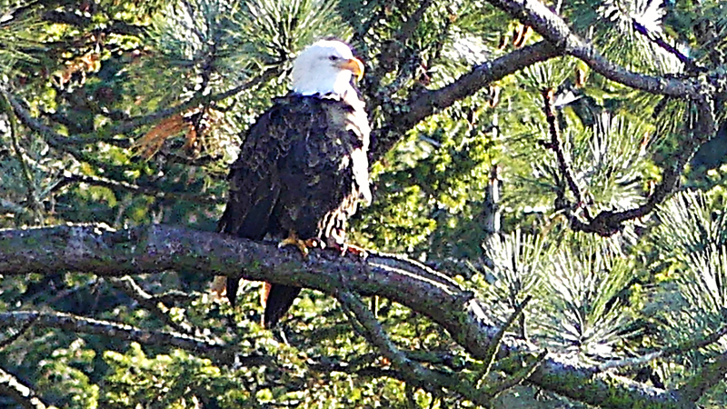 Bald Eagle in the Tree
