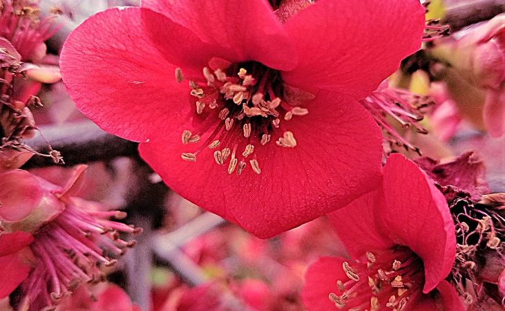 Rosy Quince blossom
