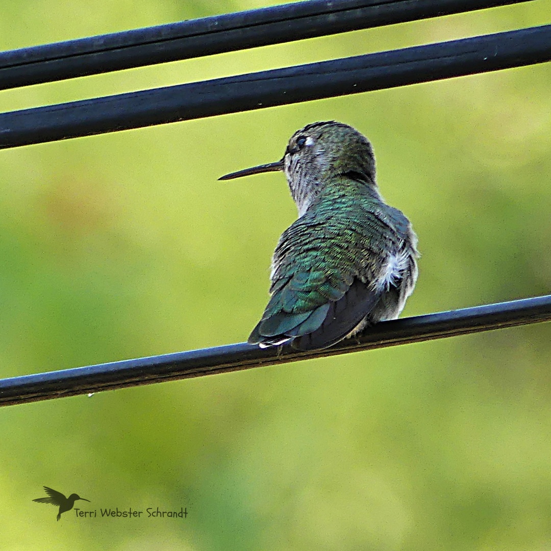 hummer on wire_spring green