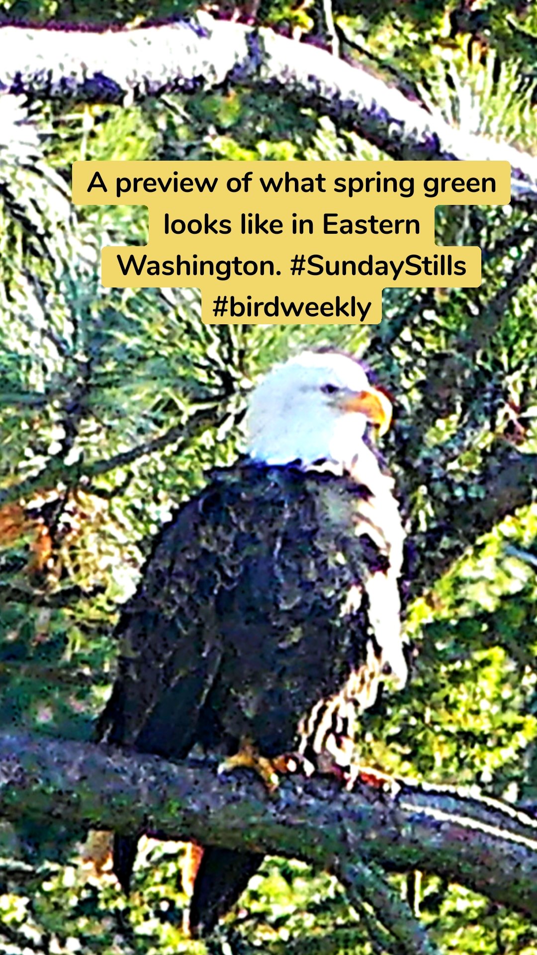 A preview of what spring green looks like in Eastern Washington. #SundayStills #birdweekly