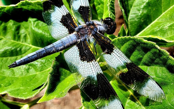 Blue and black dragonfly