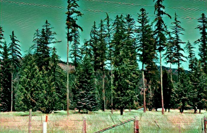 Evergreens in Idaho