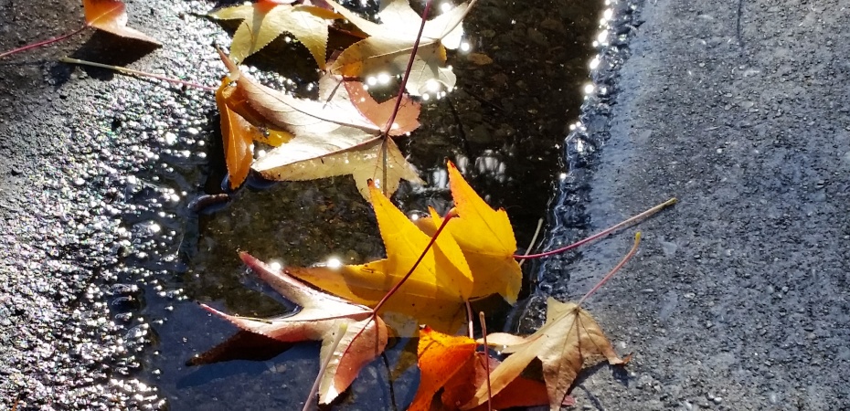 Fallen reflected leaves