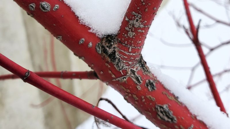 Fresh snow on branch