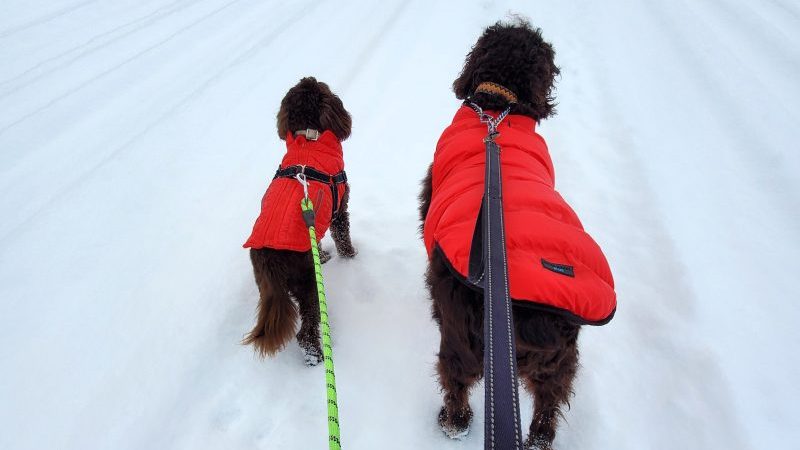 Walking dogs in the snow