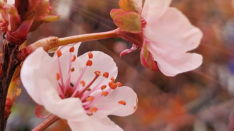 Plum Cherry Blossoms