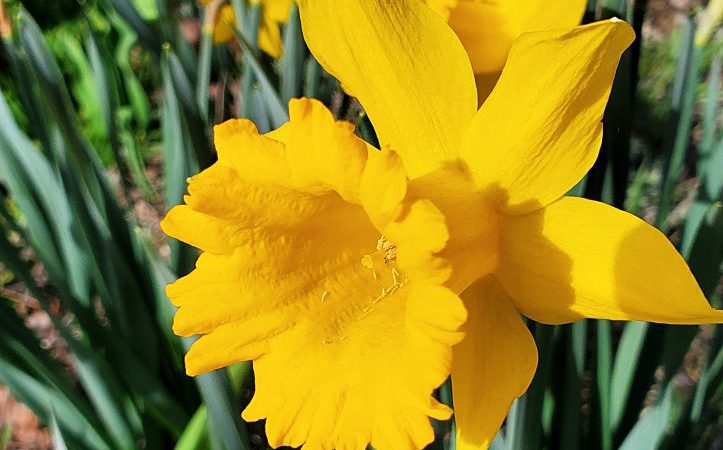 Mountain Daffodil