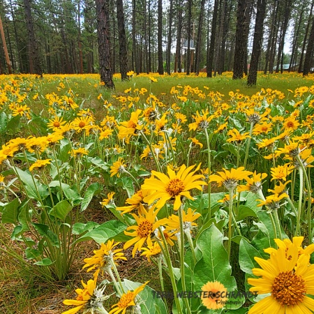 arrowroot sunflowers invade the forest