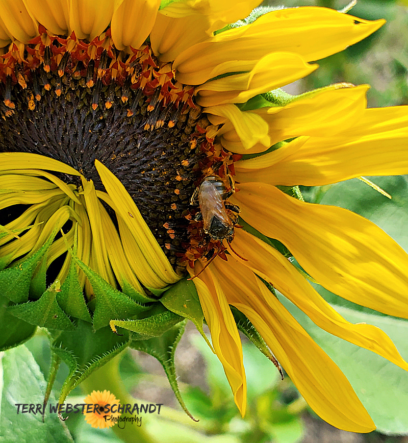 half-open sunflower and bee