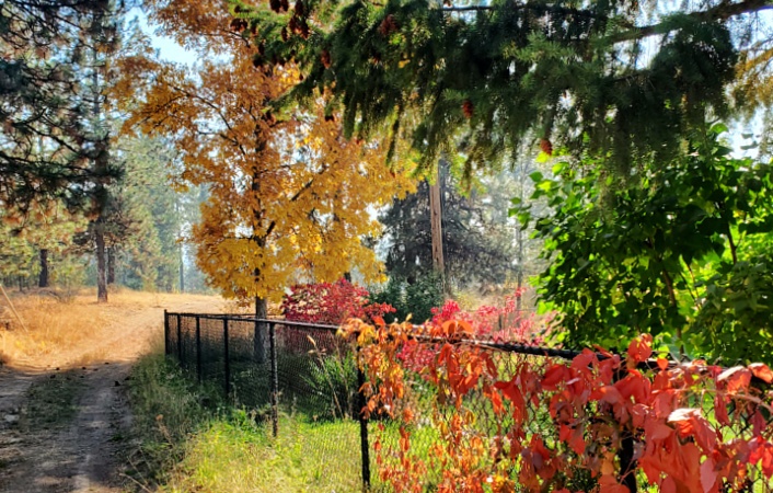 Rural Autumn Path