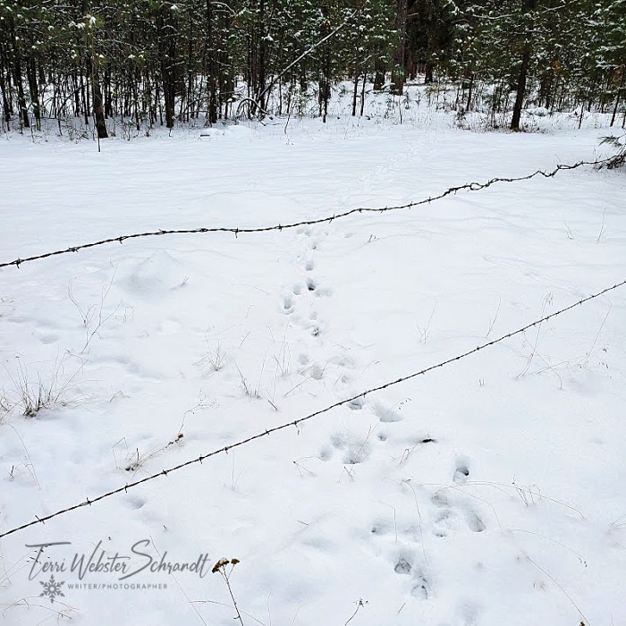 Deer tracks