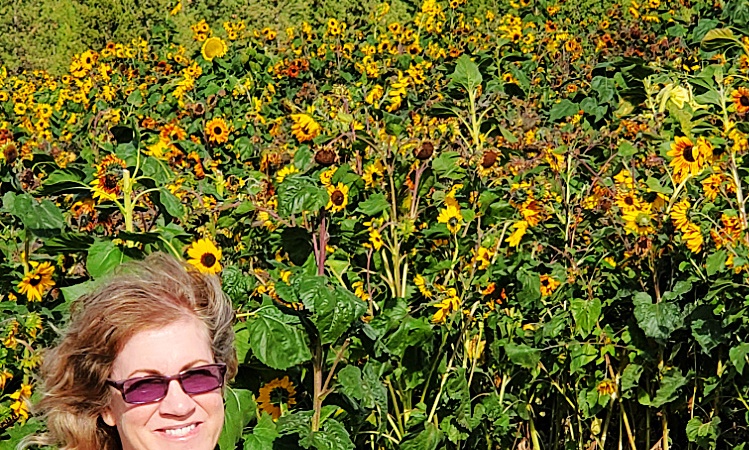 Sunflower field in Green Bluff, Washington